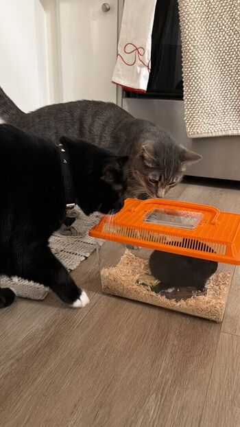 Full leaked Dahnikz private photo