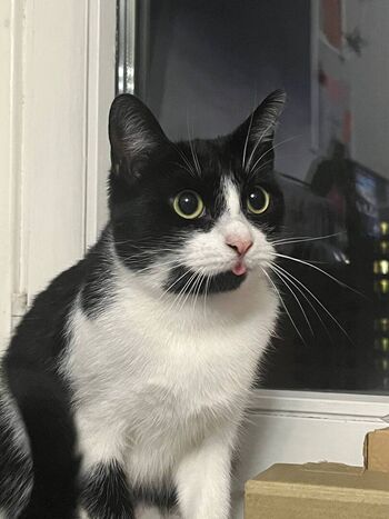 Takeomeow